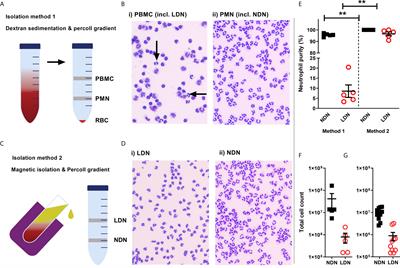 High Purity Isolation of Low Density Neutrophils Casts Doubt on Their Exceptionality in Health and Disease